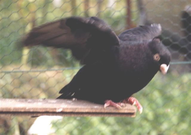 Vogel Schwarz
